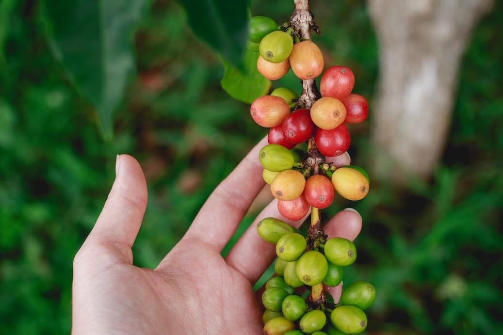 raw coffee beans growing